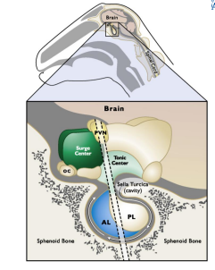 <p><strong>GnRH</strong></p><p><strong>Female</strong>: Prepubertal pituitary and ovaries respond to ____________ - mechanics (neurons) are already in place!</p>