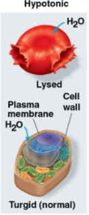 <p>Hypotonic</p>