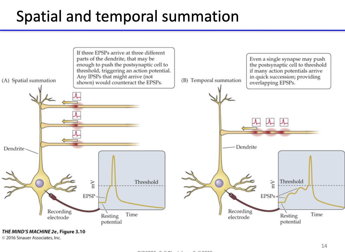 <ul><li><p><strong>Spatial summation:</strong> EPSPs from <strong>different synapses</strong> on dendrite combine → may reach threshold.</p></li><li><p><strong>Temporal summation:</strong> <strong>repeated EPSPs</strong> from same synapse in quick succession overlap → may reach threshold.</p></li><li><p><strong>IPSPs</strong> can <strong>counteract</strong> EPSPs and prevent firing.</p></li></ul><p></p>