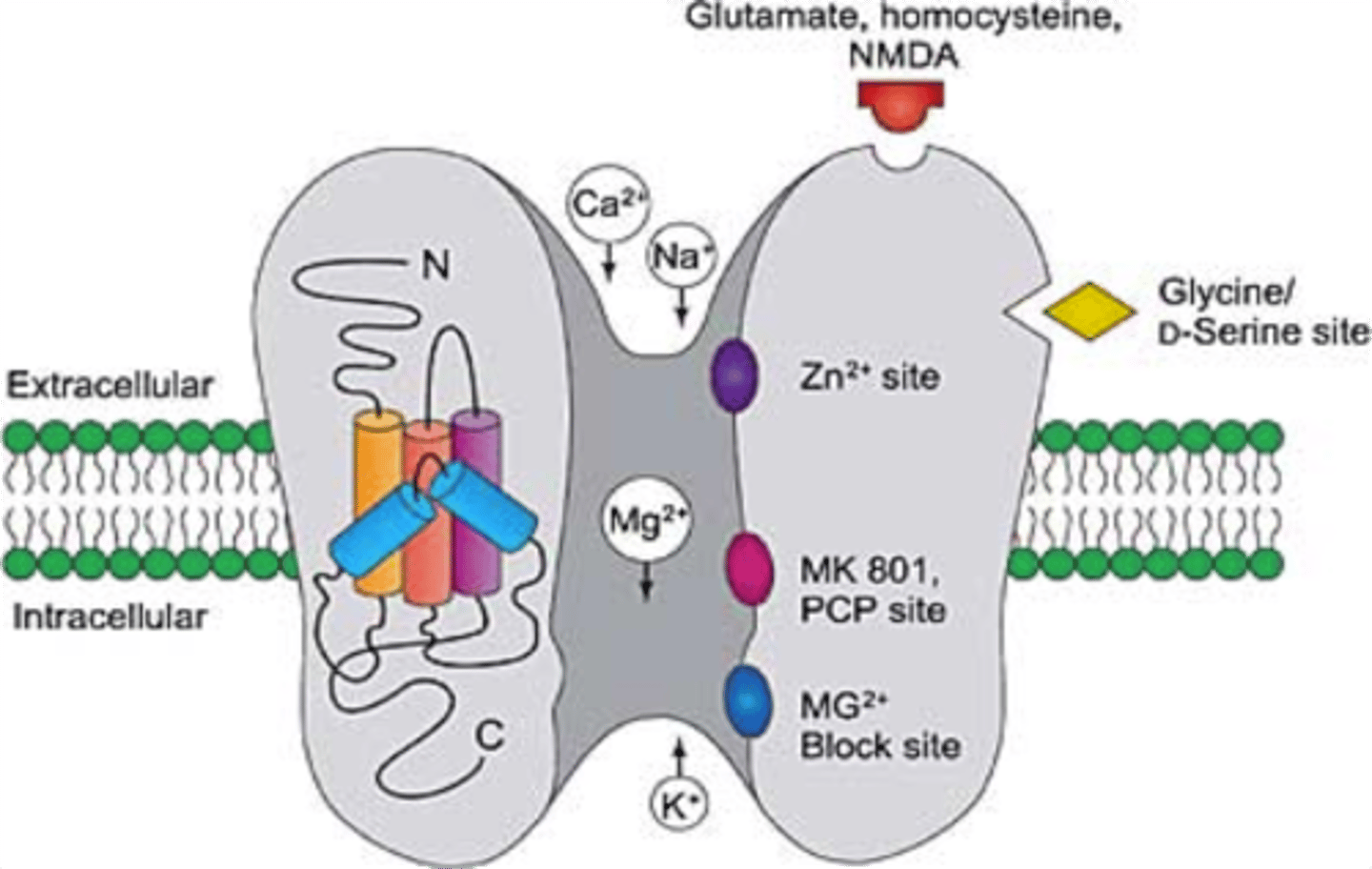 <p>Ionotropic Glutimate Receptor.</p><p>More Complicated: Need more depolarization from AMPA channels to occur, but stays open for longer.</p><p>Magnesium ions block the channel and are removed with depolarization, allowing Na+/Ca2+ in and K+ out.</p>