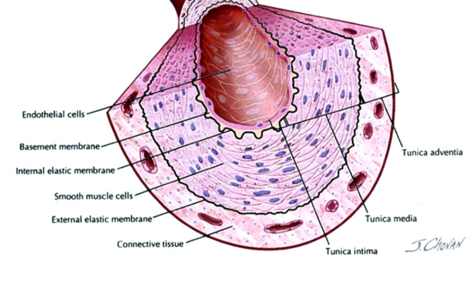 <p>lumen → space </p><ul><li><p><strong>Tunica intima</strong> (closest to lumen)</p><ul><li><p>endothelium </p></li><li><p>epithelial cells → basement membrane separates intima from media</p></li></ul></li></ul><p></p><ul><li><p><strong>Tunica Media </strong></p><ul><li><p>smooth muscle cells → contract and determine diameter of vessel</p></li><li><p>elastic fibers → flexibility </p></li></ul></li></ul><p></p><ul><li><p><strong>Tunica Adventitia </strong></p><ul><li><p>connective tissue</p></li></ul></li></ul><p></p>