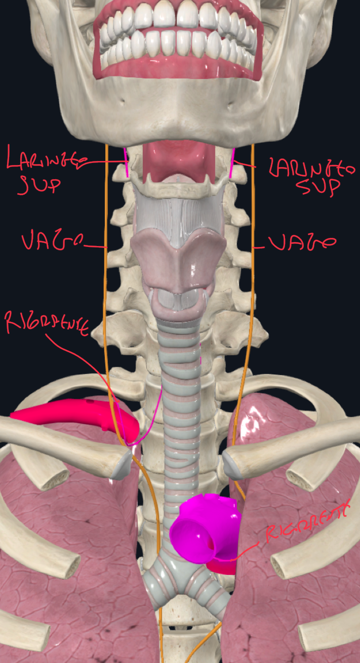 <p>Innervazione:</p><ul><li><p>Il nervo vago invia il nervo laringeo superiore e ricorrente</p></li><li><p>Nervo Laringeo Superiore:</p><ul><li><p>attraversa membrana tiroioidea</p></li><li><p>accompagna arteria e vena laringea superiore</p></li><li><p>è per il muscolo cricotiroideo, invia anche fibre sensitive alla mucosa laringea</p></li></ul></li></ul><ul><li><p>Nervo Laringeo Ricorrente:</p><ul><li><p>A sx → passa sotto l’arco aortico, risale verso la laringe, tra trachea ed esofago</p></li><li><p>A dx → passa sotto la succlavia e sale sempre tra trachea ed esofago</p></li><li><p>Innerva tutti gli altri muscoli intrinseci della laringe, invia anche fibre sensitive per la mucosa</p></li></ul></li><li><p>A livello del segmento medio le loro fibre sensitive si sovrappongono → Ansa di Galeno</p></li><li><p>Danni al Nervo Laringeo Superiore:</p><ul><li><p>A fibre motrici → paralisi muscolo cricotiroideo → voce monotona perché non si può modulare la tensione delle pieghe vocali</p></li><li><p>A fibre sensitive → perdita sensibilità vestibolo e segmento medio, si perde il riflesso di chiusura della laringe e rischio aspirazione</p></li></ul></li><li><p>Danni al Nervo Laringeo Ricorrente:</p><ul><li><p>Se unilaterale, il controlaterale può compensare, avremo voce rauca</p></li><li><p>Se bilaterale, respirazione profonda difficoltosa, perdita della fonazione, pieghe vocali in posizione intermedia (cadaverica)</p></li></ul></li></ul><p></p>