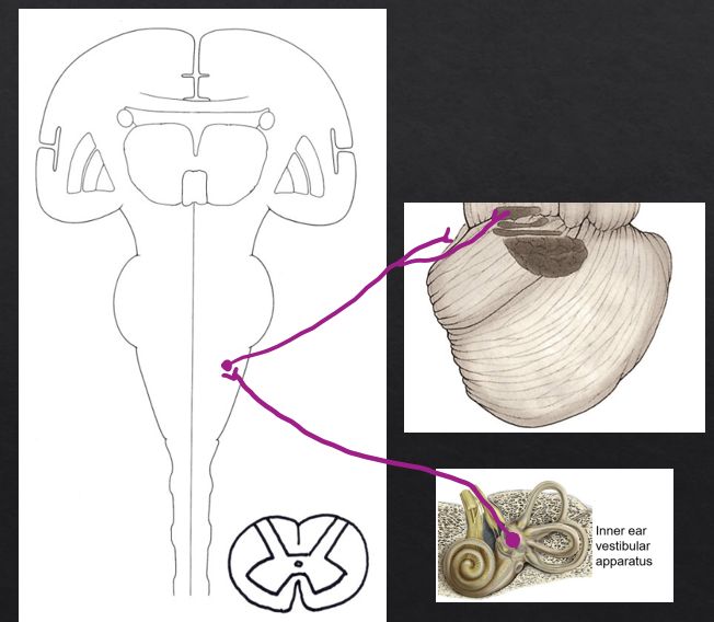 <p>(primary sensory neuron) Vestibular apparatus of the inner ear→ CN VIII→ Vestibular nuclei</p><p>(secondary neuron) Vestibular nuclei→ Inferior cerebellar peduncle→ Fastigial nucleus</p>