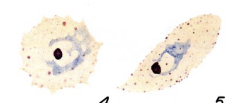 <p>What organism is this?</p>