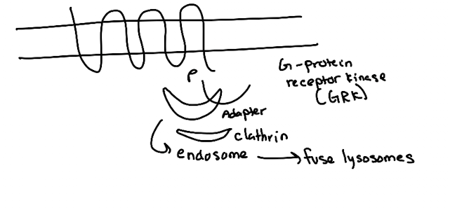 <p>Internalization and degradation of the GPCR via receptor-mediated endocytosis.</p><p></p>