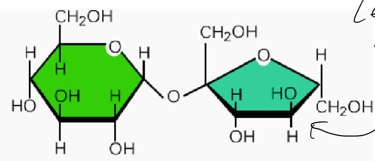 <p>What disaccharide is this </p>