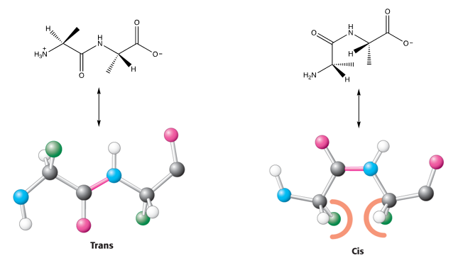 <p>As peptide bonds can have two configurations or geometric isomers (Cis or Trans)&nbsp;</p>