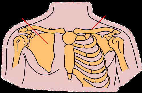 <p>comprised of 4 bones,  2 clavicles (collar bones), 2 scapula (shoulder bones)</p>