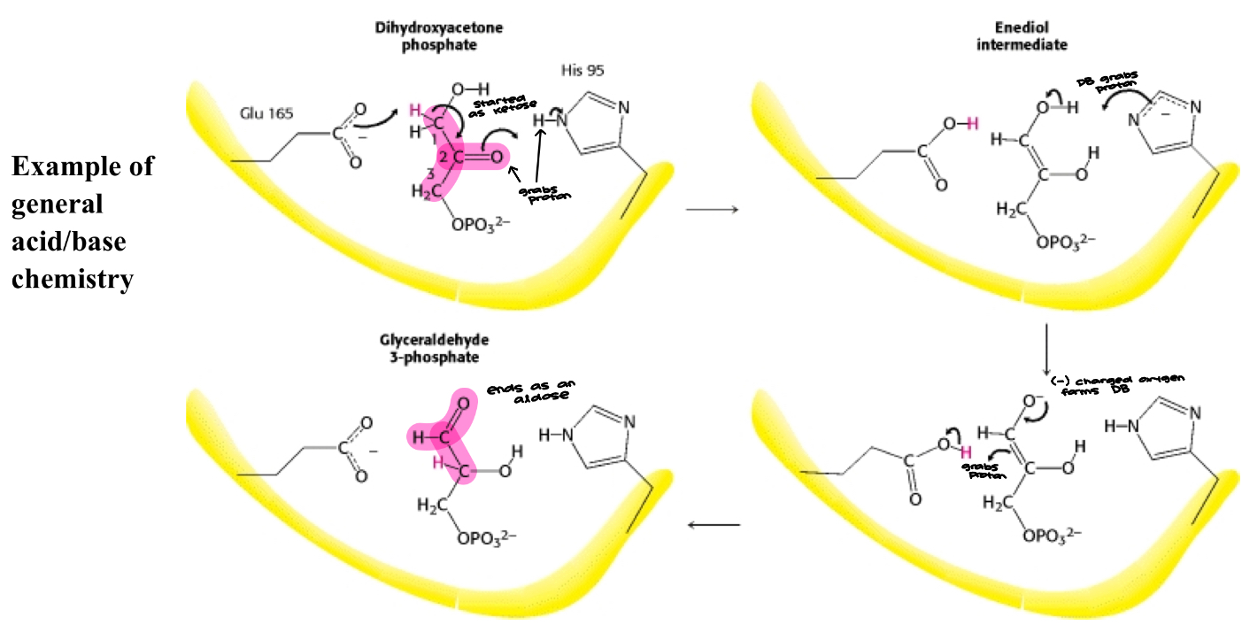<ul><li><p>TRI is an example of a catalytically perfect enzyme&nbsp;</p><ul><li><p>The rate of the bimolecular reaction between enzyme and substrate is diffusion controlled such that formation of product occurs as quickly as substrate and enzyme collide&nbsp;</p></li></ul></li></ul><p></p>