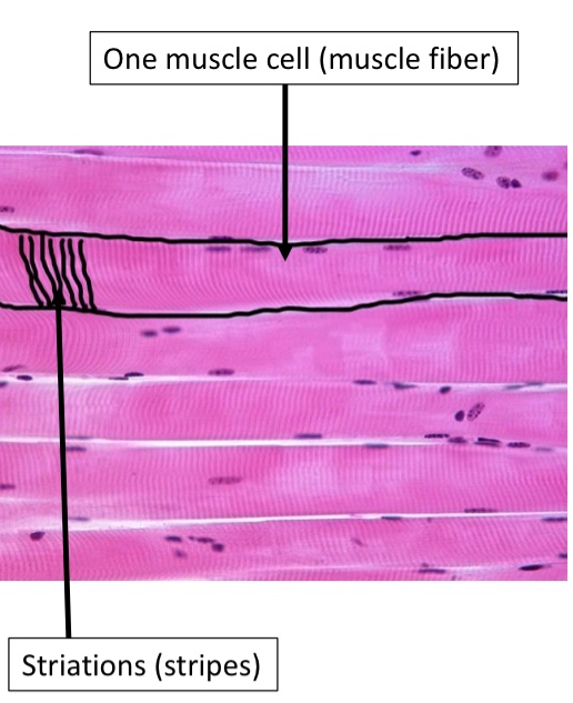 <ul><li><p>Nuclei</p></li><li><p>Striations </p></li></ul><p></p>