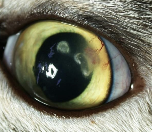 <p>Which animals can develop eosinophilic non-ulcerative keratitis, usually due to FHV-1 infection?</p>