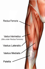 what are the four muscles that are apart of the quadricep femoris