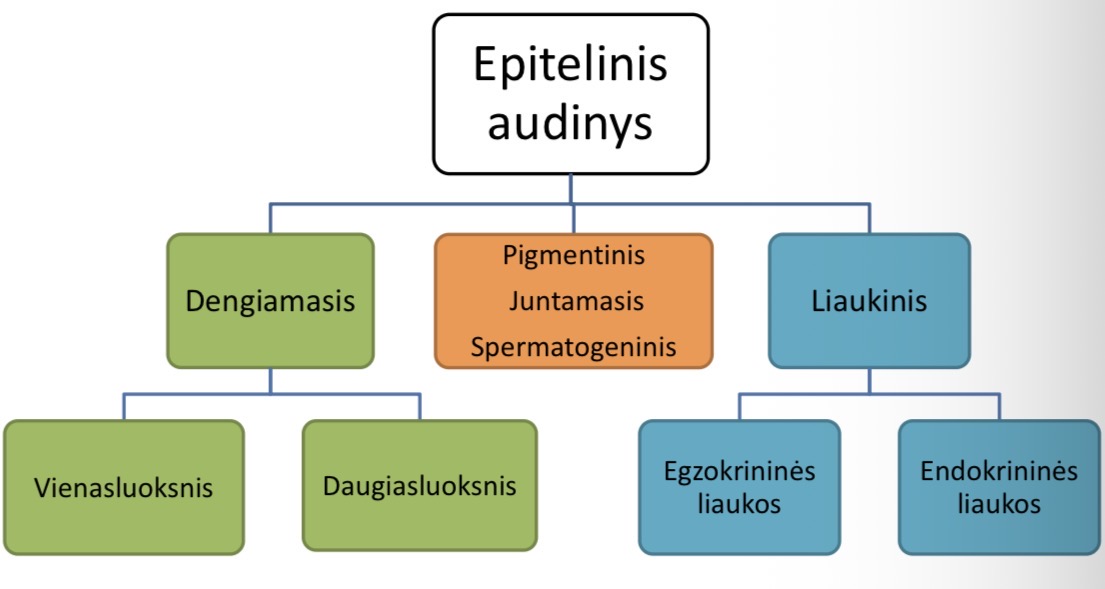<p>DENGIAMASIS: vienasluoksnis, daugiasluoksnis</p><p>LIAUKINIS: egzokrinines liauko, endkrinines liaukos</p><p>PIGMENTINIS</p><p>JUNTAMASIS</p><p>SPERMATOGENINIS</p>