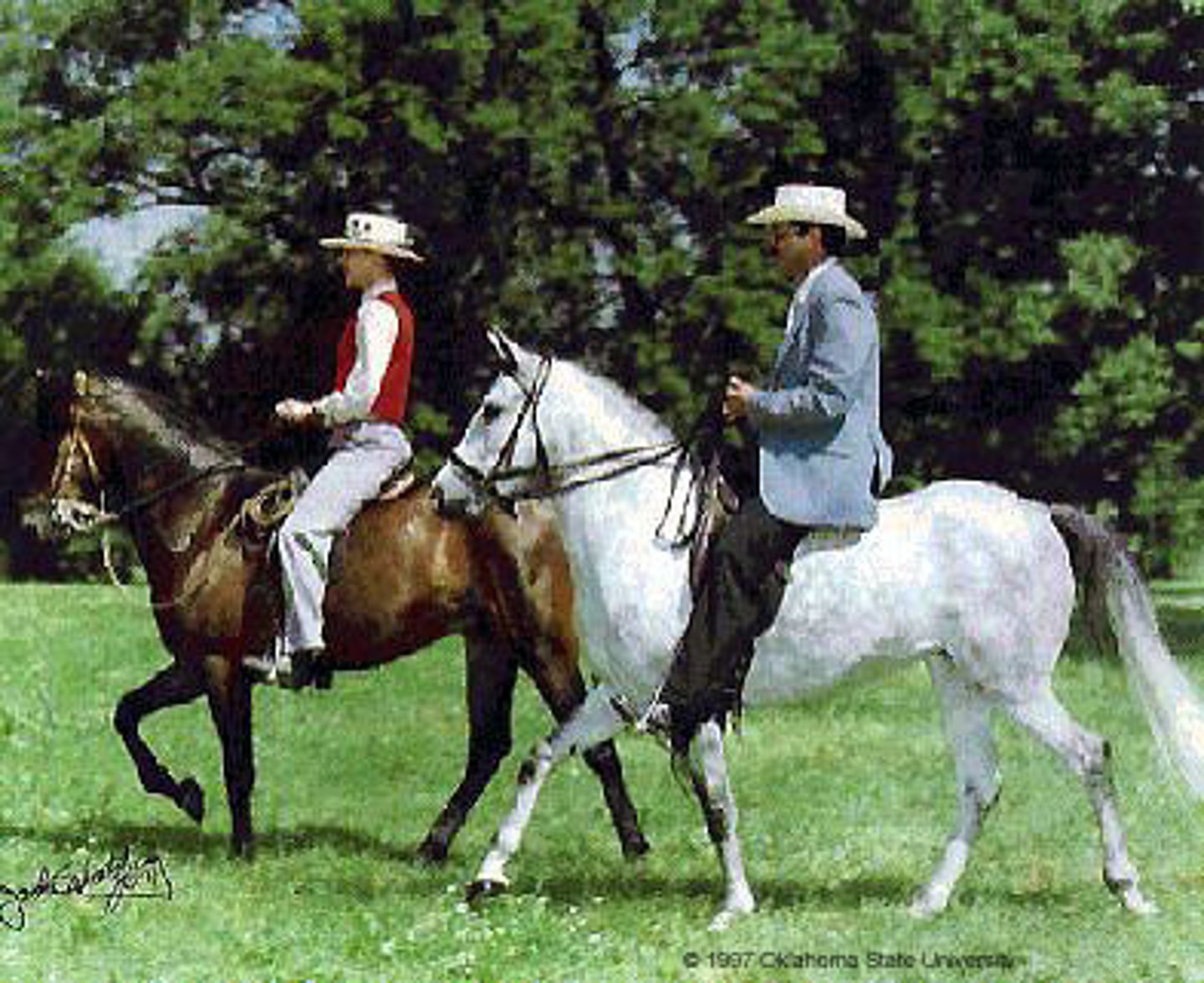<p>Paso Fino</p>