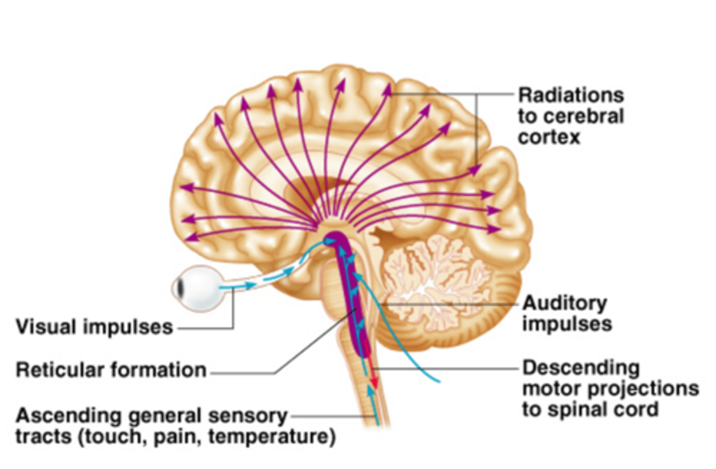 <p>An area in the central core of the brainstem that helps to control day/night cycles</p>