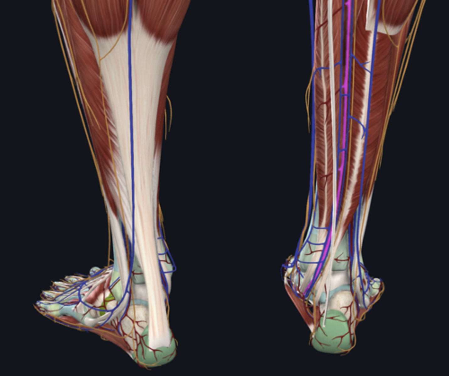 <p>artery</p>