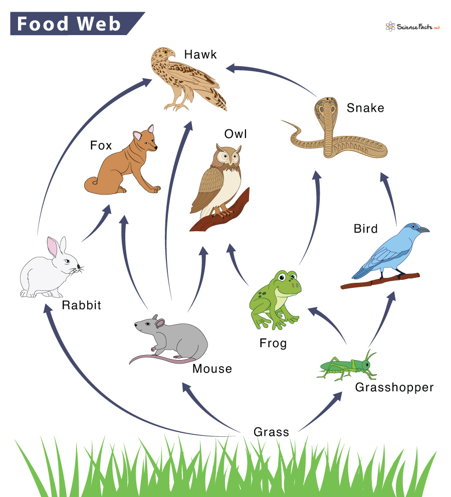 <p>Multiple food chains that represent an ecosystem</p>