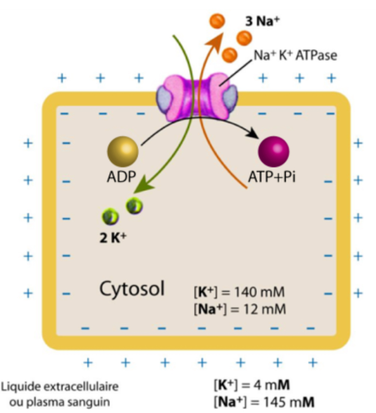 <p>1 - Fixation de 3 Na+ intracellulaires sur leurs sites de liaison : activation de la pompe qui réalise l’hydrolyse de l’ATP en ADP+ Pi</p><p>2 - Phosphorylation de la pompe </p><p>3 - Changement de la conformation de la pompe permettant aux 3 Na+ de rejoindre l’espace extracellulaire </p><p>4 - Fixation de 2 K+ extracellulaires sur leurs sites de liaison </p><p>5 - Déphosphorylation de la pompe qui lui permet de revenir à son état initial </p><p>6 - Libération de 2 K+ en intracellulaire </p>