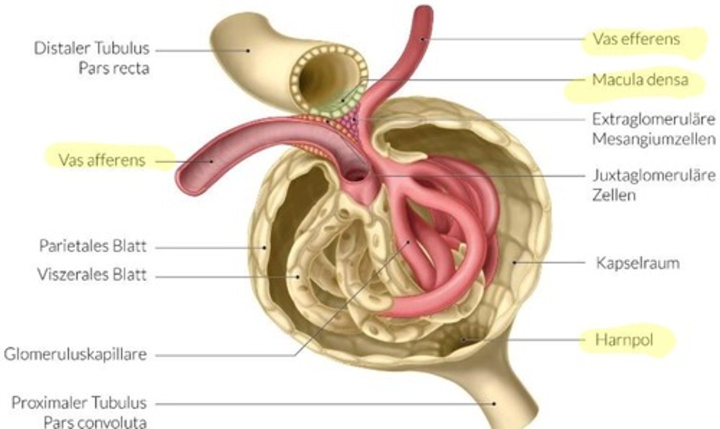<p>njurkropp (glomerulus + bowmans kapsel)</p>