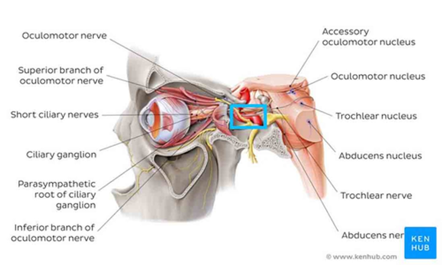 <p>cavernous sinus bc this is where the parasymp, symp, and CN III fibers are close together</p>