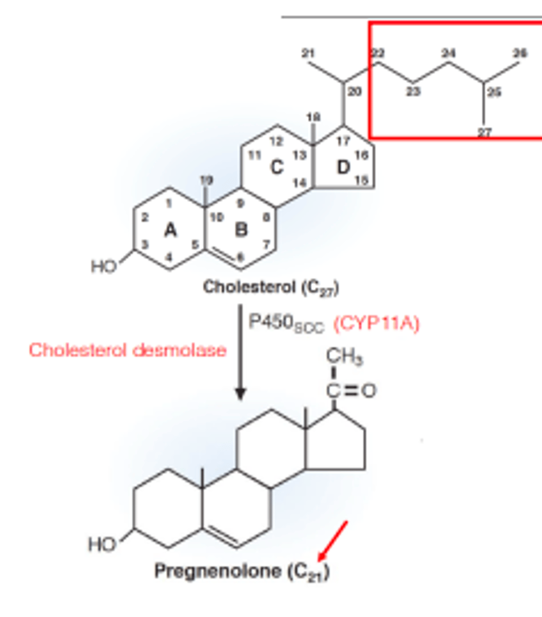<p>cleaving of the six-carbon side chain on the cholesterol</p>