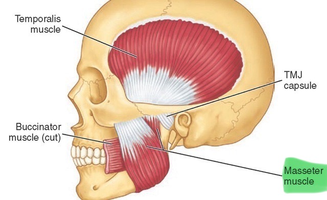 <p>Chewing, <strong>closes</strong> jaw, elevates mandible </p><ul><li><p>side of mouth</p></li></ul><p></p>