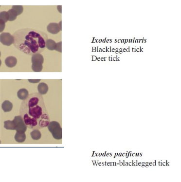 <p>Anaplasma phagocytophilum (formerly Ehrlichia equi)</p><p>-an intracellular, gram-negative bacteria</p><p>-zoonotic</p><p>-transmitted by ticks</p>