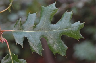 <p>.large 1-2 inch acorns 5-9 inch long leaves</p>