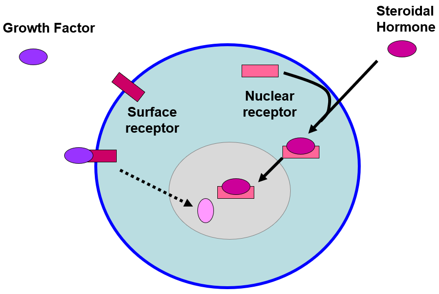 __cell surface receptors__

* bind factors that are **outside cell**, can’t access inside of cell (proteins, peptides)
* **transmembrane** proteins that often act through **dimerization** or **conformational** changes or **both**

\
__nuclear receptors__

* bound by **steroid hormones** that pass through cell membrane 
* receptor **localizes to nucleus** and initiates gene transcription changes