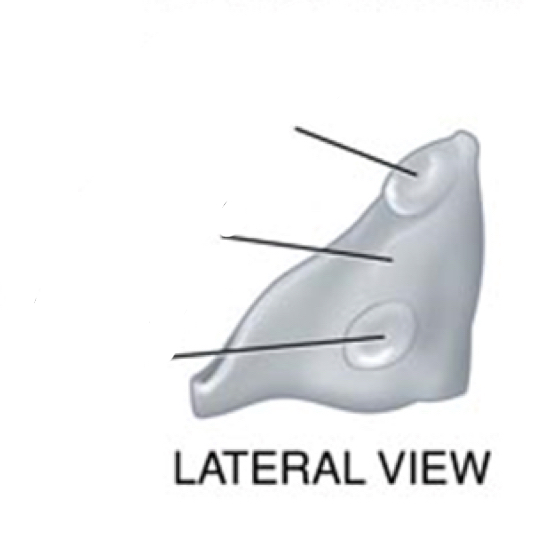 <p>what is the second line</p>