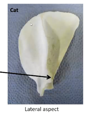 <p><strong>Cats:</strong></p><p>• More rounded cranial angle than dog</p><p>• Suprahamate process</p><ul><li><p>proximal to acromion process</p></li></ul><p></p>
