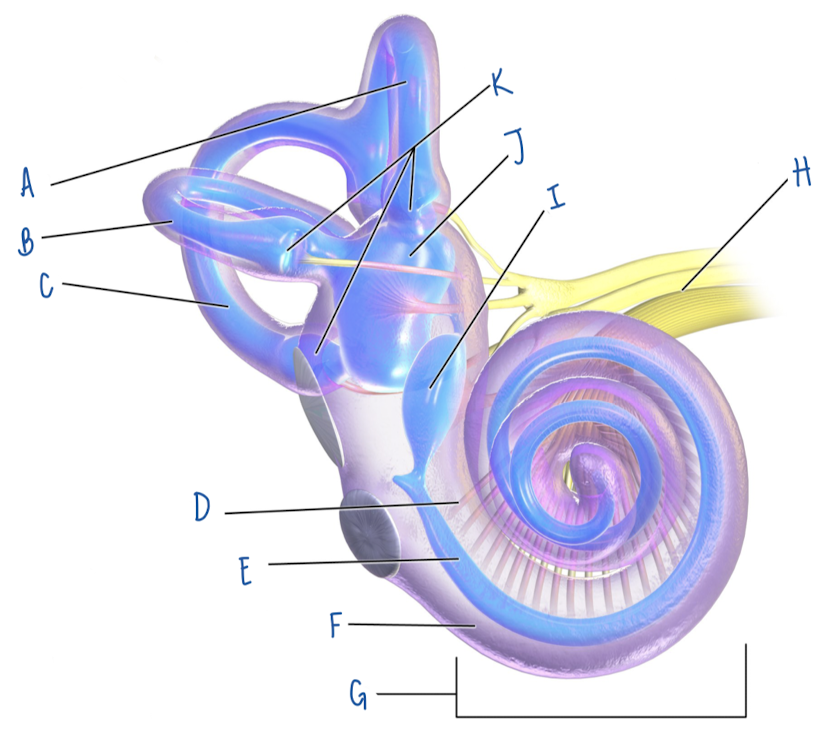 <p>Name the part of the inner ear labeled J</p>