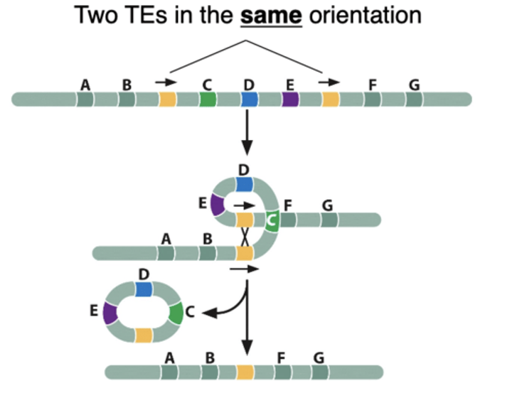 <p>Intrachromosomal recombination between DIRECT repeats results in chromosomal ________________; two TEs in the same direction</p>