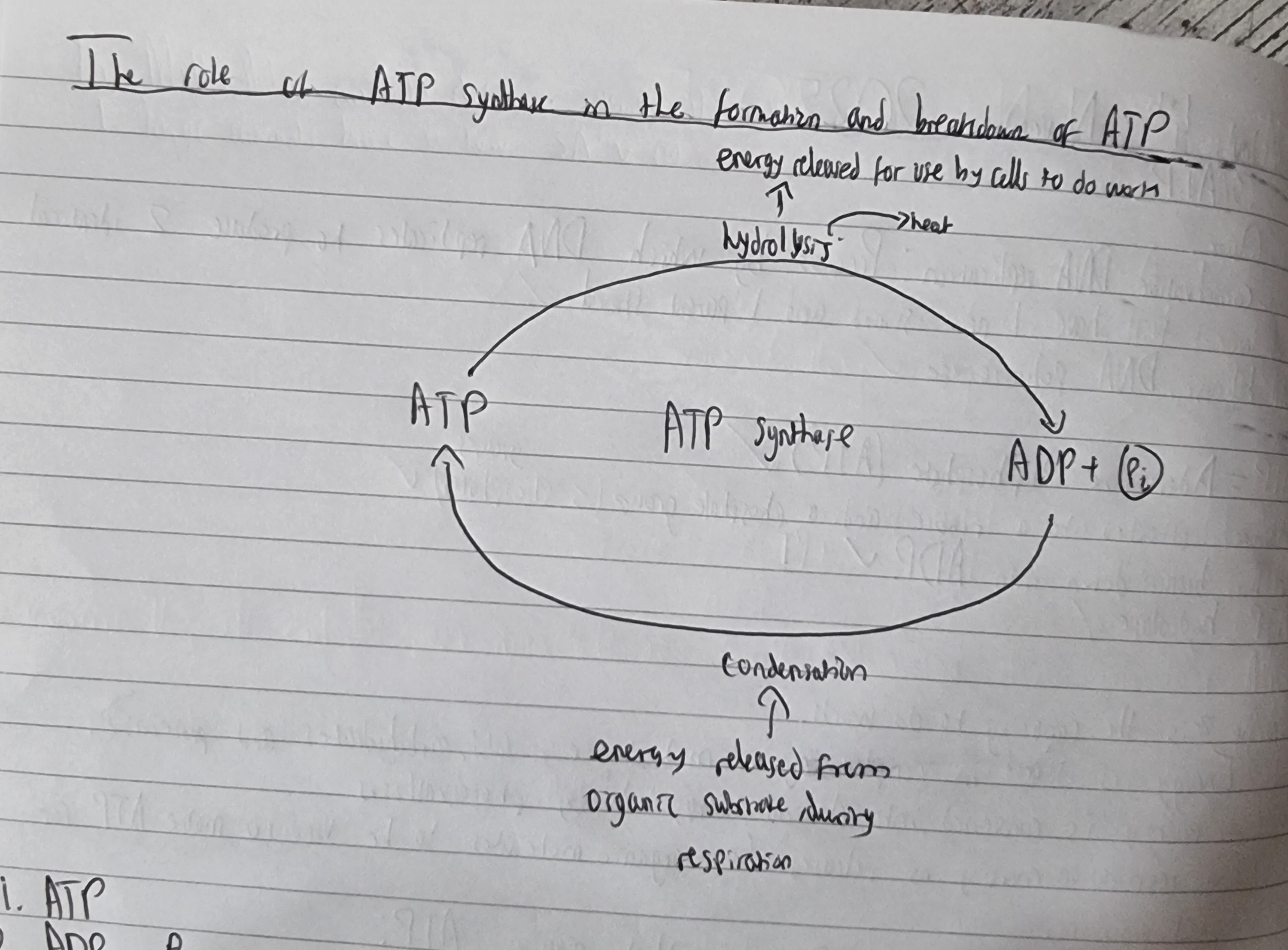 <p>The role of ATP synthase in the formation and breakdown of ATP:</p><p class="has-focus">1. <strong>ATP → ADP + Pi (Hydrolysis):</strong></p><ul><li><p>This reaction <strong>breaks down ATP</strong> into <strong>ADP (adenosine diphosphate)</strong> and <strong>Pi (inorganic phosphate)</strong>.</p></li><li><p>The enzyme <strong>ATP hydrolase</strong> catalyses this reaction.</p></li><li><p><strong>Energy is …1?</strong> when the bond between the second and third phosphate group is broken.</p></li><li><p>The released energy is used by cells for processes like:</p><ul><li><p>Muscle contraction</p></li><li><p>Active transport</p></li><li><p>Protein synthesis</p></li><li><p class="has-focus">Equation: ATP → ADP + Pi + energy</p></li></ul></li></ul><p></p><p class="has-focus">2. ADP + Pi → ATP (Condensation):</p><p class="has-focus">•This is the formation of ATP from ADP and inorganic phosphate.</p><p class="has-focus">•The enzyme ATP …2? catalyses this reaction.</p><p class="has-focus">•It requires energy, which usually comes from respiration (energy released from organic substrates).</p><p class="has-focus">•This is a …3? reaction because water is released when the phosphate bonds form</p><p class="has-focus">Equation:</p><p class="has-focus"><span data-name="point_right" data-type="emoji">👉</span> ADP + Pi + energy → ATP + H₂O</p><p class="has-focus">•This cycle of processes happen constantly in cells to provide continuous supply of energy.</p>