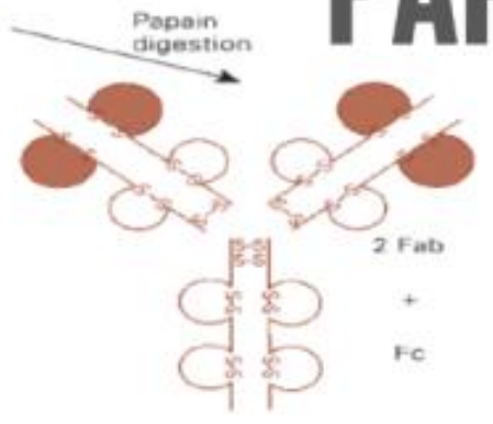 <p>Proteolytic enzyme that cleaves the Ab molecule above disulfide bond, yielding <span style="color: red;">3 products</span></p><ul><li><p>2 Fab</p></li><li><p>Fc</p></li></ul><p></p>