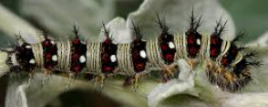 <p>what is this bugs family</p>