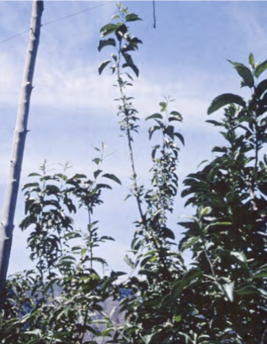 What deficiency do these leaves have? What is the name of this disorder?