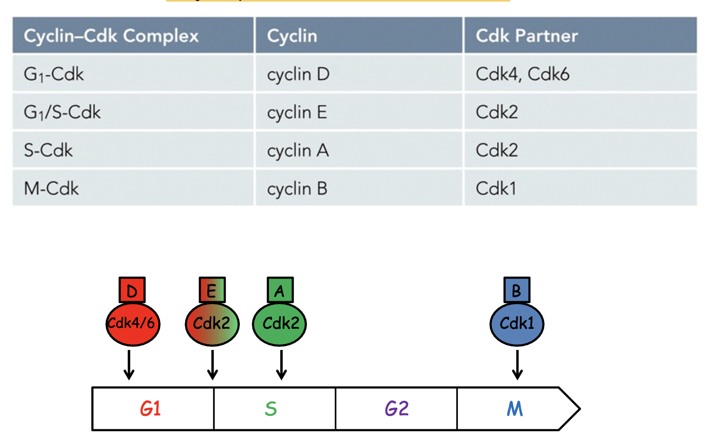 <p>i.e. Cdk1 activates target proteins that regulate mitosis through phosphorylation</p>