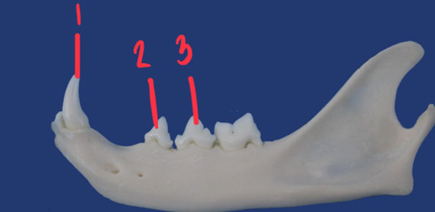<p>What is the number according to the triadan system for 2? How many roots does it have and what animal is this?</p>