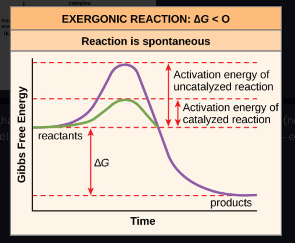 <p>change in free energy (FINAL - INITIAL) Can be + or - (negative means energy released - exergonic / positive means energy gained - endergonic)</p>