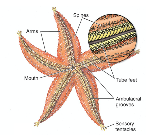 <p>Red: Spines</p><p>Orange: Tube feet</p><p>Yellow: Ambulacral grooves</p><p>Green: Sensory tentacles</p><p>Blue: Mouth </p><p>Purple: Arms</p>
