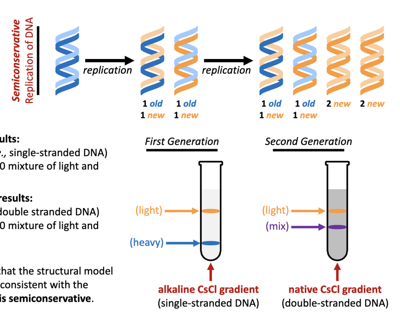 <p><span>First generation experimental results- Centrifugation with an alkaline (i.e., single-stranded DNA) CsCl density gradient yields a 50:50 mixture of light and heavy DNA.</span></p><p><span>Second generation experimental results- Centrifugation with a native (i.e., double stranded DNA) CsCl density gradient yields a 50:50 mixture of light and mixed (light + heavy) DNA</span></p><p><span>Experimental conclusion- Meselson and Stahl demonstrate that the structural model developed by Watson and Crick is consistent with the</span><br><span>observation that DNA replication is semiconservative</span></p><p>alkaline/ denaturing conditions: equal portions of heavy and light in first generation</p><p>natured condition: duplex condition- two parts of old and new and two parts of new DNA</p>