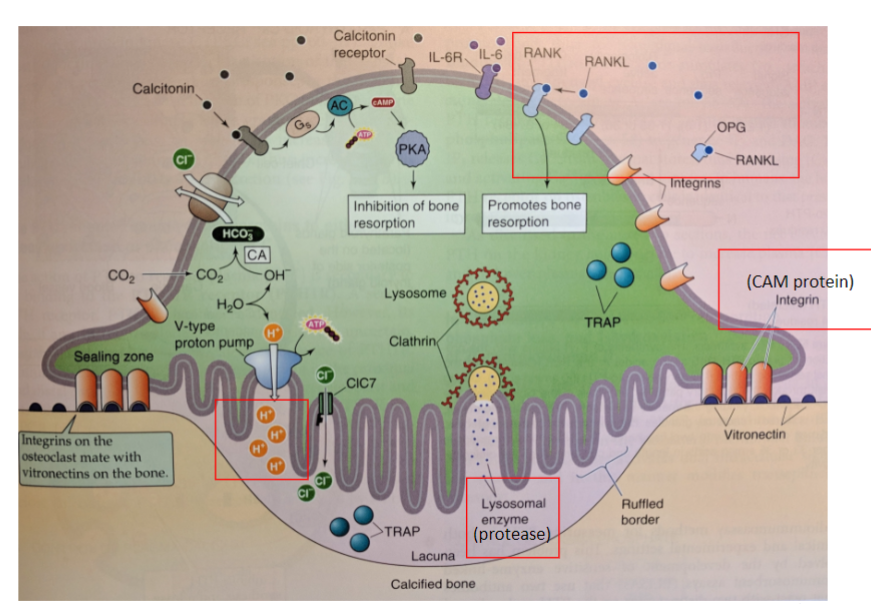 <p>(need to know CAM/integrin, H-pump, lysosome, protease, RANK, RANKL, OPG)</p>