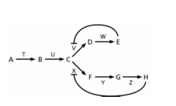 <p>The biosynthetic pathway for the two amino acids E and H is shown schematically in Figure 4-4. You can show that E inhibits enzyme V, and H inhibits enzyme X. Which biosynthetic product is most likely the inhibitor of enzyme T?</p><p>A) H</p><p>B) B</p><p>C) C</p><p>D) E</p>