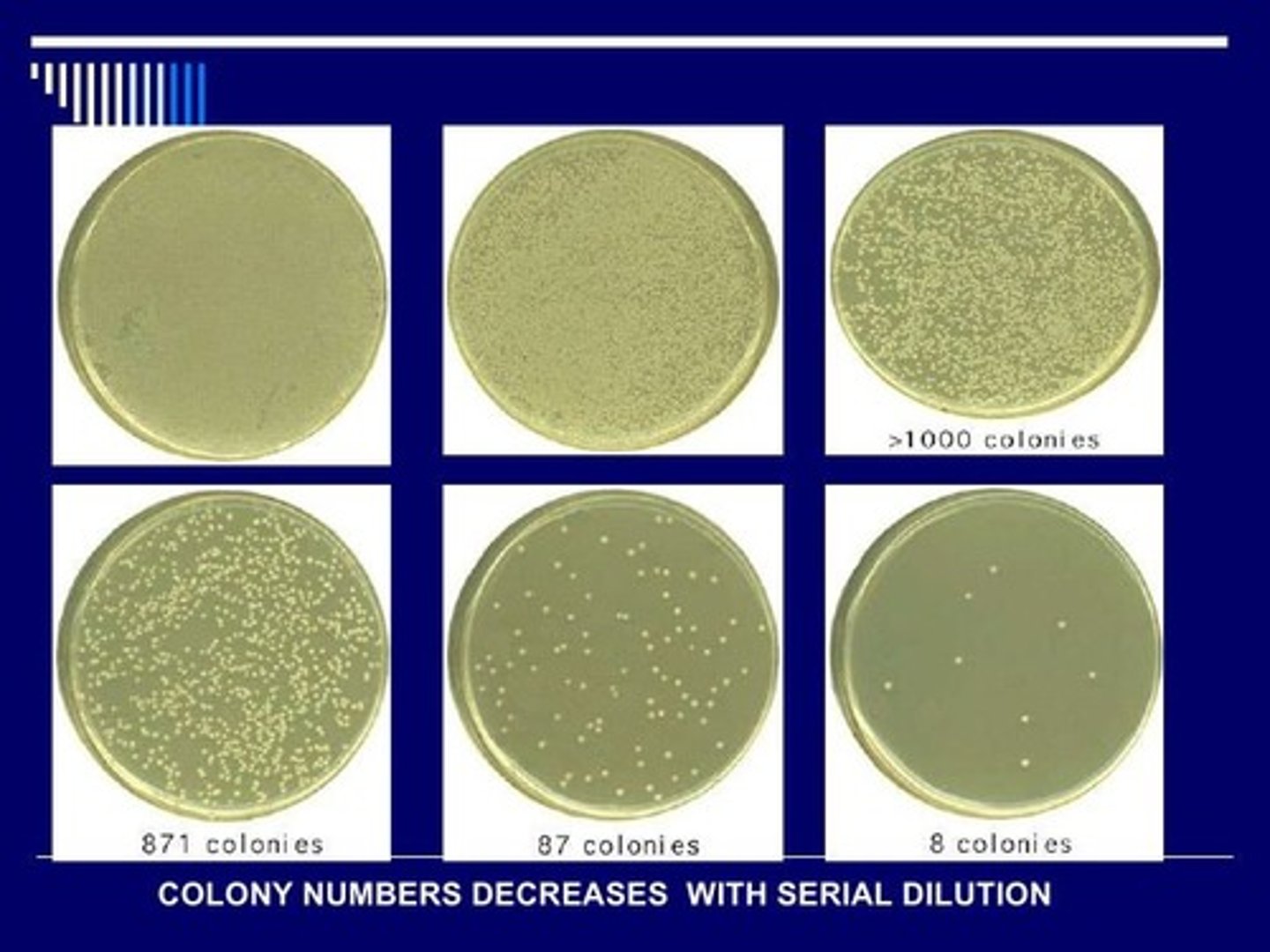 <p>Stepwise dilution to reduce concentration.</p>