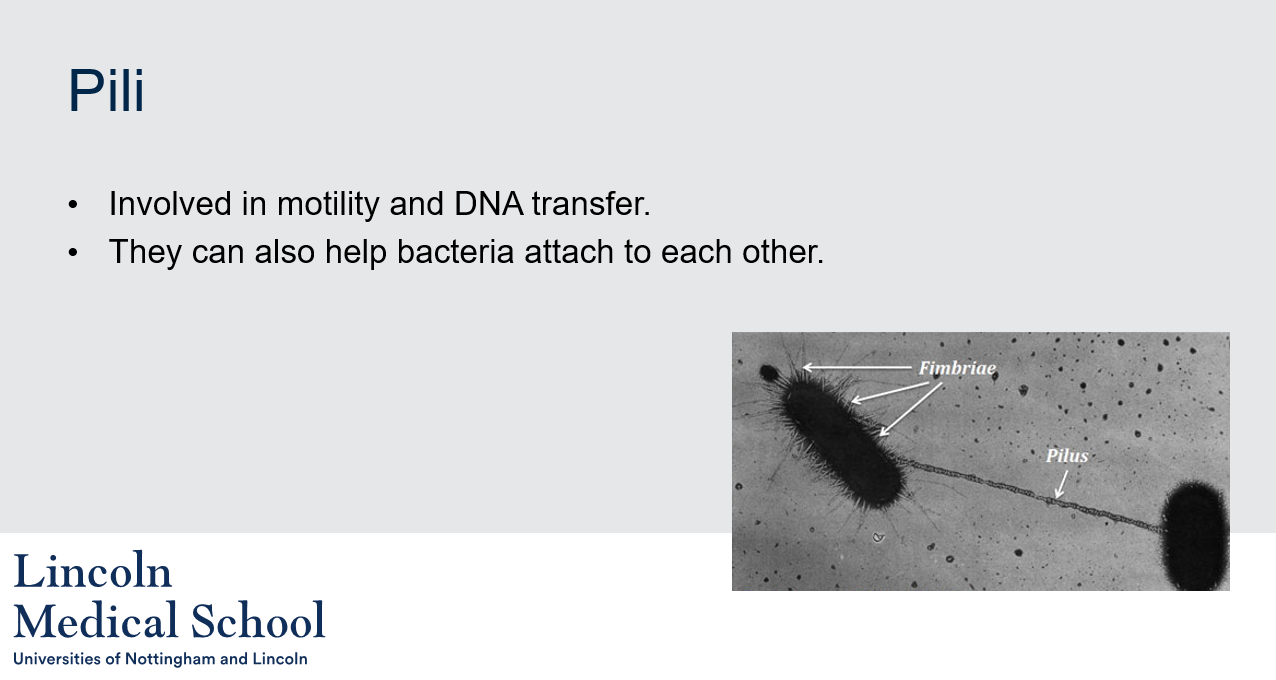 <ol><li><p>Pili are hair-like structures found on the surface of some bacteria. They are made up of protein subunits and can serve a variety of functions.</p></li><li><p>Pili can be involved in motility in some bacteria by allowing the bacterium to move over surfaces or by twitching. The twitching motility is accomplished by extending and retracting the pili to pull the bacterium along the surface.</p></li><li><p>Pili can play a role in DNA transfer between bacteria by allowing them to form a physical connection and transfer genetic material through a process called conjugation. During conjugation, a pilus is extended from one bacterium and contacts another bacterium, forming a temporary bridge that allows DNA to be transferred from one bacterium to the other.</p></li><li><p>Pili can help bacteria attach to each other and to surfaces by allowing them to adhere to specific molecules. For example, some bacteria can produce pili that bind to sugars or other molecules on the surface of host cells, allowing the bacteria to colonize the host and cause infection. In other cases, pili can help bacteria attach to surfaces such as rocks or other bacteria, forming biofilms.</p></li></ol>