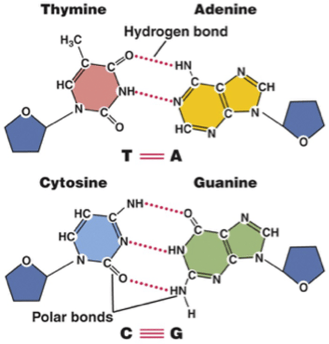 <p>Hydrogen bonding</p>