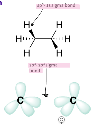 <p>ethane-</p><ul><li><p>carbons are sp3 hybridized </p></li><li><p><span>Each forms a sigma (σ) bond with:</span></p><p style="text-align: left;"><span>  three hydrogen 1s orbitals</span></p><p style="text-align: left;"><span>  one carbon sp</span><span style="font-family: "Source Sans Pro";"><sup>3</sup> hybridised orbital</span></p></li></ul><p></p>