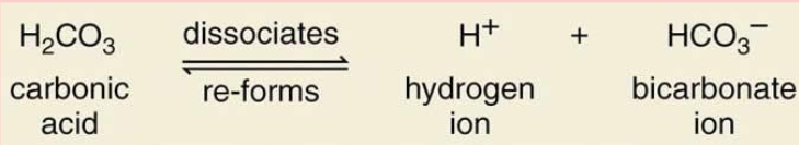 <p>decomposition of carbon dioxide</p>
