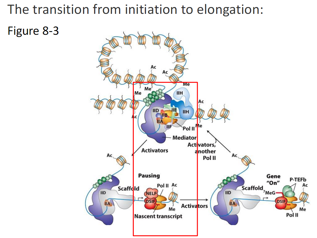 <p><strong>Initiation State</strong><br> RNA Polymerase II assembles with General Transcription Factors<br> Mediator and activators are present<br> Pol II begins transcription<br> Nascent transcript is produced</p><p><strong>Pausing</strong><br> RNA Polymerase II pauses shortly after initiation<br> Pausing is stabilized by NELF and DSIF<br> Polymerase remains near the promoter</p><p><strong>Release from Pausing</strong><br> P-TEFb is recruited<br> P-TEFb phosphorylates factors associated with Pol II<br> NELF dissociates<br> DSIF becomes a positive elongation factor</p><p><strong>Elongation</strong><br> RNA Polymerase II transitions into productive elongation<br> Elongation factors associate<br> Additional Pol II molecules can initiate<br> Gene is transcriptionally on</p><p><strong>Scaffold</strong><br> Some General Transcription Factors remain at the promoter<br> This scaffold allows repeated rounds of transcription</p>